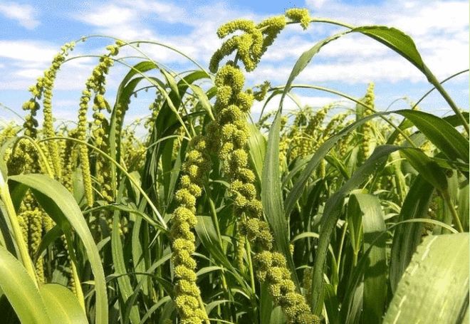 那年愿 深耕陕北佳县的有机农业，守护谷物种植的健康之道