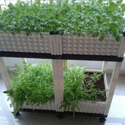 文安县正达塑料模具制品厂 蔬菜种植箱与谷物种植的创新解决方案