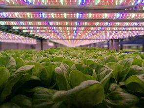 从地面到星际 植物工厂技术如何引领航天谷物种植新纪元