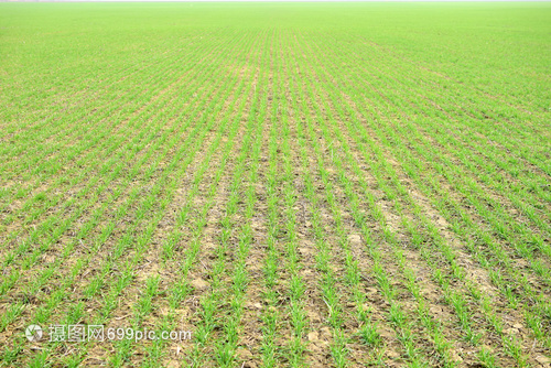 春冬小麦田野林谷物种植 轮作与生态农业的实践