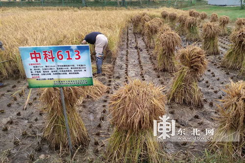 创新耕种，香飘四海——专访稻花香创始人项文秀的谷物种植新思维