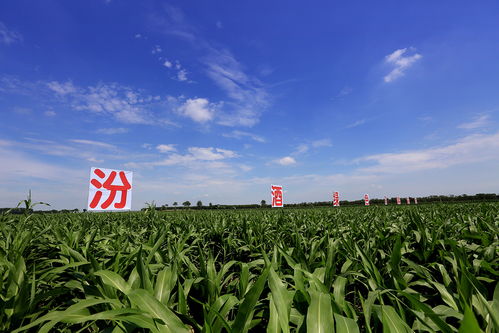 谷香入酒 从一瓶汾酒看中国农耕文明的千年传承
