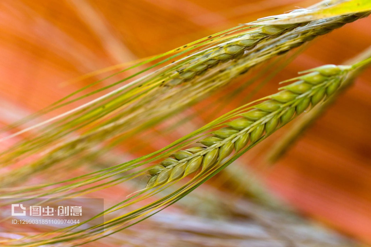 谷物种植 从小麦到麦穗的丰收之路