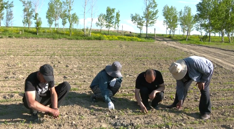 特克斯县打造景观农业&ldquo;超级谷物&rdquo;藜麦种植绘就多彩&ldquo;丰&rdquo;景