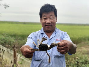 静海本地稻田蟹上市，快来抢鲜品尝！