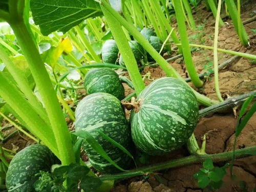 兰陵长城2020年谷物种植亮点 科技助力丰收，绿色引领发展