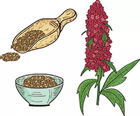 为什么人类去火星只能带藜麦？探究这种谷物的营养与适应性