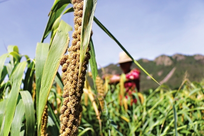 多食全谷物 膳食纤维的天然宝库与谷物种植之道